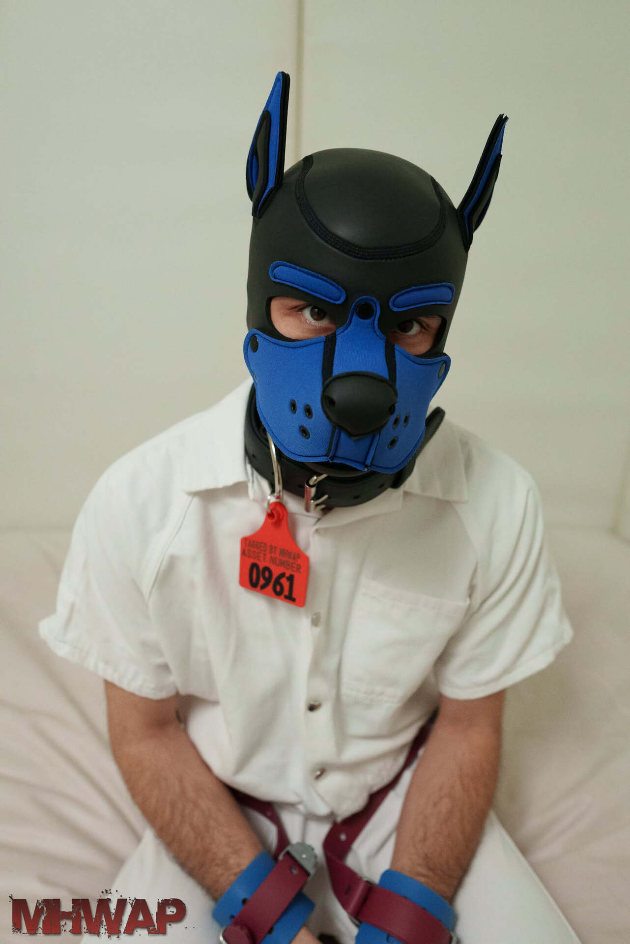 Pup in leathers tugging at a collar