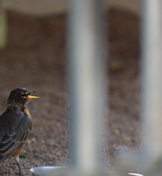 Birdy in my backyard