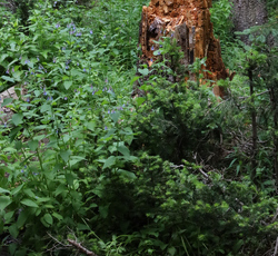 Rotted Tree in the Rocky Mountians